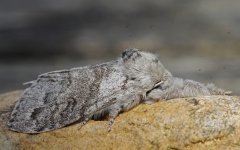 Pale Tussock 002.jpg