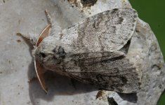 Pale Tussock 003.jpg