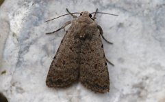 Pale Mottled Willow 001.jpg