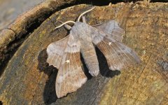 Poplar Hawkmoth 001.jpg