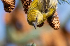 20230315 - Crossbill close encounter-14.jpg