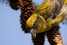 20230315 - Crossbill close encounter-11.jpg