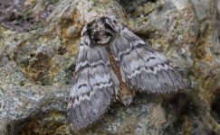 Lunar Marbled Brown 001.jpg