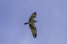 Osprey overhead