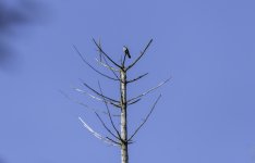 Cuckoo at Backwater Reservoir - Head cocked.jpg