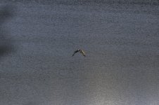 Osprey rising from the reservoir with a catch.jpg