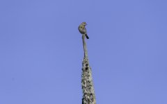 Meadow Pipit high on a tree trunk.jpg