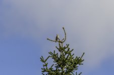 Mistle Thrush with eyes to the sky.jpg