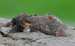 Iron Prominent 030.jpg