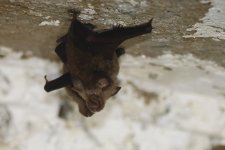 20230410 (11)_Rufous_Horseshoe_Bat.JPG