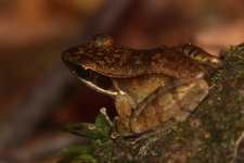 20230410 (21)_Gunthers_Golden-backed_Tree_Frog.JPG