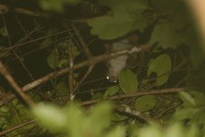 20230410 (22)_Sri_Lanka_Flying_Squirrel.JPG