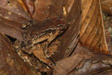 20230410 (25)_Kotagamas_Dwarf_Toad.JPG