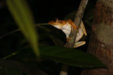 20230410 (29)_Common_Hourglass_Tree_Frog.JPG