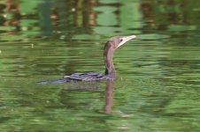 20230411 (13)_Little_Cormorant.JPG