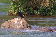 20230411 (15)_Little_Cormorant.JPG