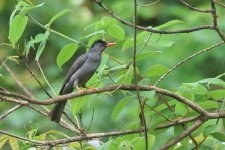 20230411 (18)_Square-tailed_Black_Bulbul.JPG