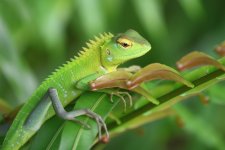 20230411 (22)_Common_Green_Forest_Lizard.JPG