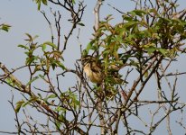 Secretive Sedge Warbler.jpg