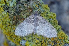 garden moths 035.jpg