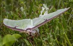 Luna Moth Stacked.jpg