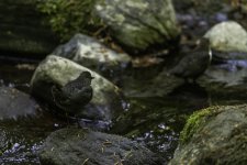 Parenthood - Juvenile and adult Dippers on the burn today.jpg