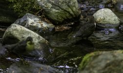 Parenthood - Juvenile and adult Dippers on the burn today 2.jpg