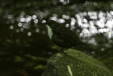 Dipper in unusual bokeh.jpg