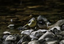 Grey Wagtail female by the burn 2.jpg