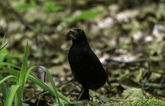Blackbird male - Bringing home the ......thing.jpg
