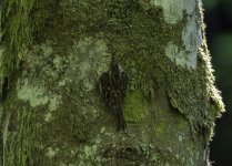 Treecreeper showing off the beautiful feather colours.jpg