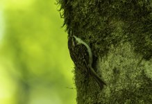 Treecreeper caught in forest light.jpg