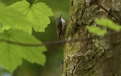 Treecreeper ...... creeping.jpg