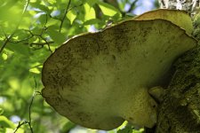 Huge fungus on a tree trunk.jpg