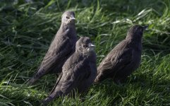 20230508 - Starling - Three Amigos.jpg