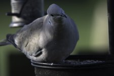 20230528 - Collared Dove on the feeder.jpg