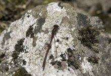 Large Red Damselfly on a rock.jpg