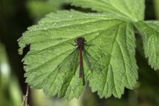 Large Red Damselfly male on a leaf 2.jpg