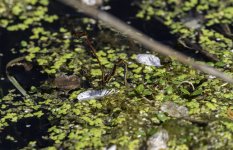 Large Red Damselflies hooked up and laying.jpg