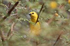 Arabian Golden Sparrow ksa 2.jpg