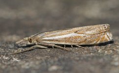 Crambus lathionellus (3) 004.jpg