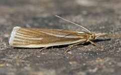 Crambus perlella 002.jpg