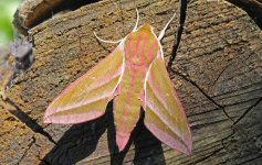 Elephant Hawkmoth 001.jpg