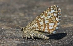 Latticed Heath 001.jpg