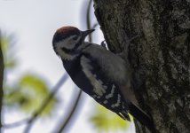 20230603 - Great Spotted Woodpecker youngster.jpg