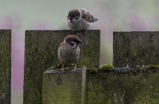 20230606 - Tree Sparrow youngster and adult on the fence.jpg