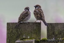 20230606 - Tree Sparrow family portrait.jpg