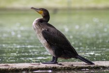 Cormorant.jpg