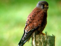 a kestral.jpg