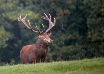 Red-Deerweb.jpg